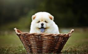 pic of CHOW CHOW posted on 2022-06-22 15:00:15